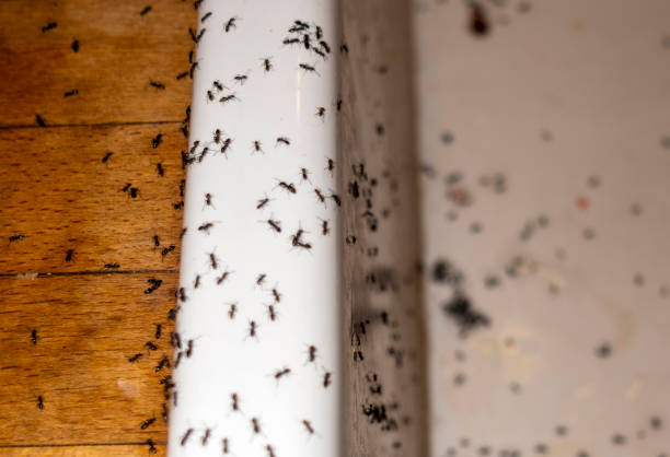 Best Pest Control Near Me  in Ruckersville, VA