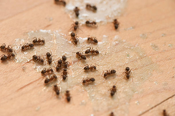 Best Bed Bug Extermination  in Ruckersville, VA
